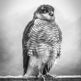 Bill Norfolk - Watchful Sparrow Hawk